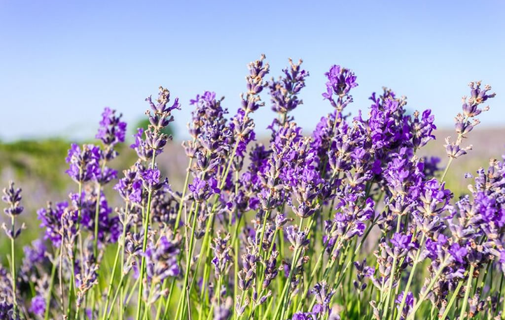 Lavandula Intermedia